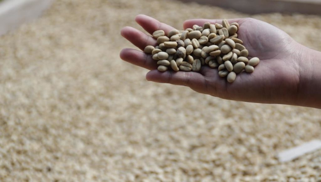 コーヒー豆は種類が多く珍しいものもたくさん
