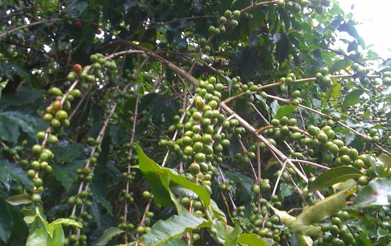【コーヒー豆】グアテマラ産の特徴と7大産地を解説