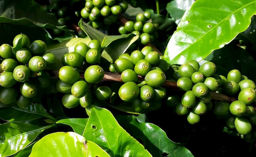 【コーヒー豆】エチオピア全地域の種類・特徴を、プロ焙煎士が完全解説します
