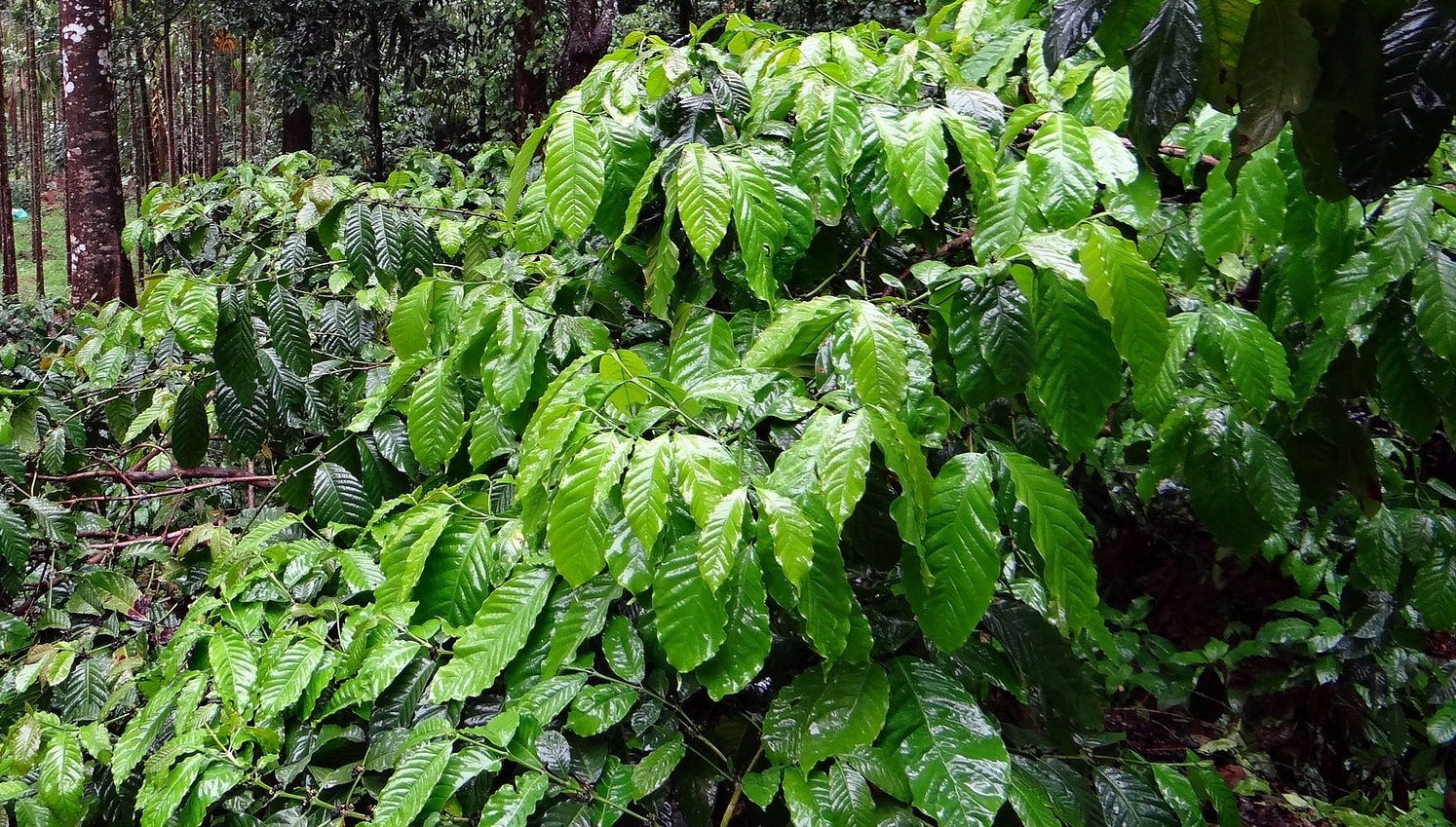 コーヒー豆の品種　カネフォラ種
