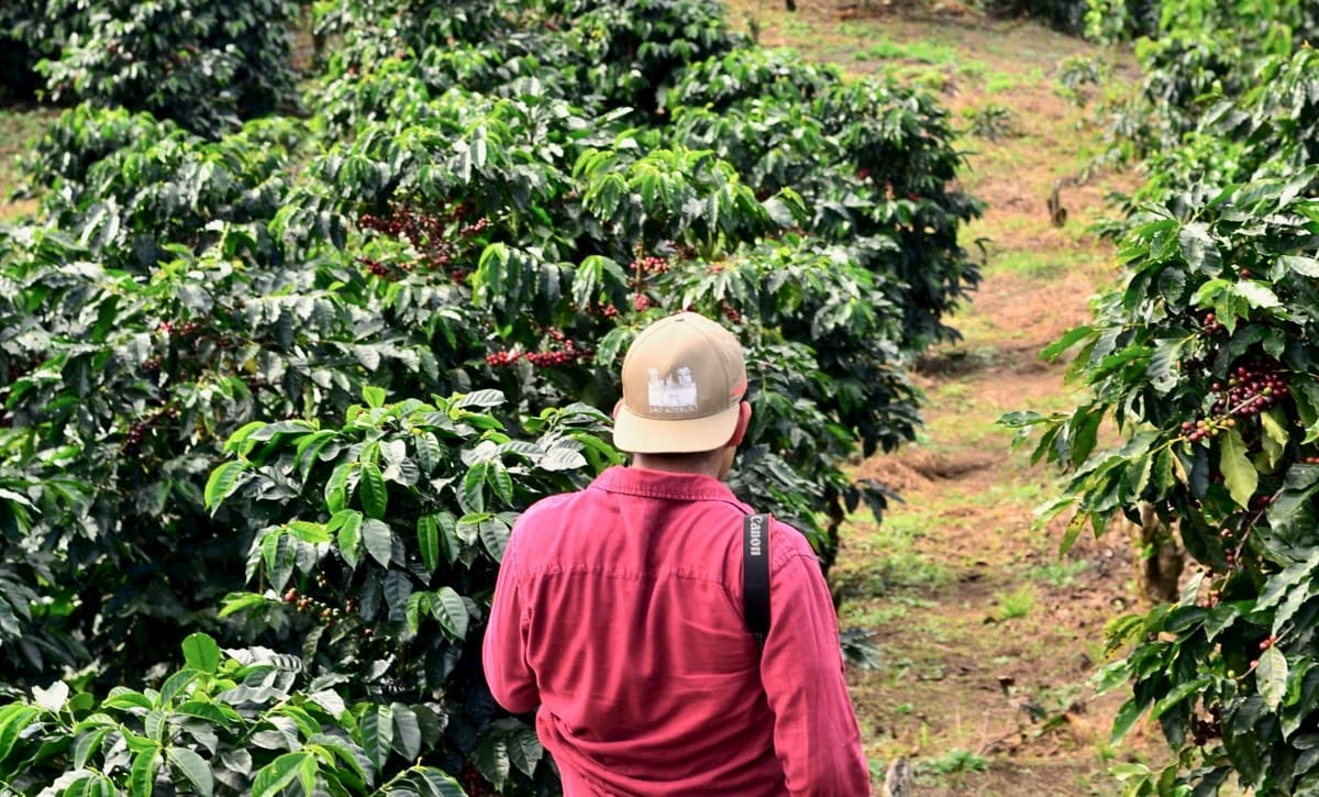 コーヒー豆の品種　リベリカ種