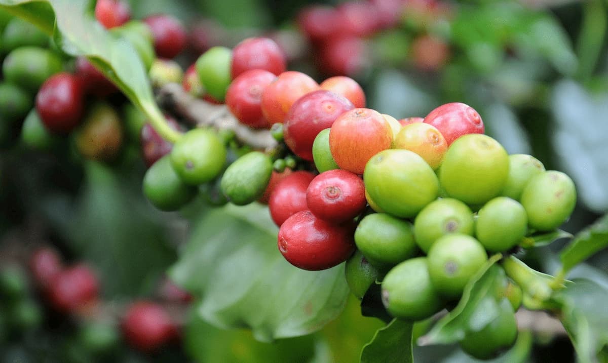 コーヒー豆の品種　アラビカ種