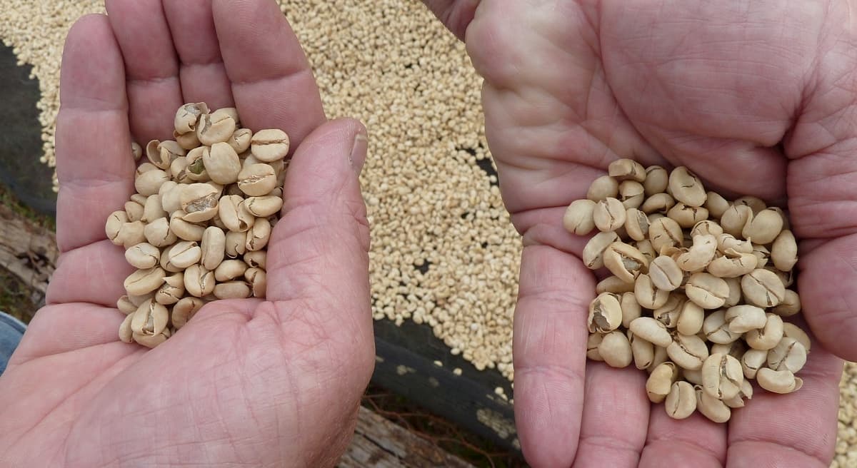 【コーヒー生豆の選び方】プロが豆選びの基礎を簡単に解説