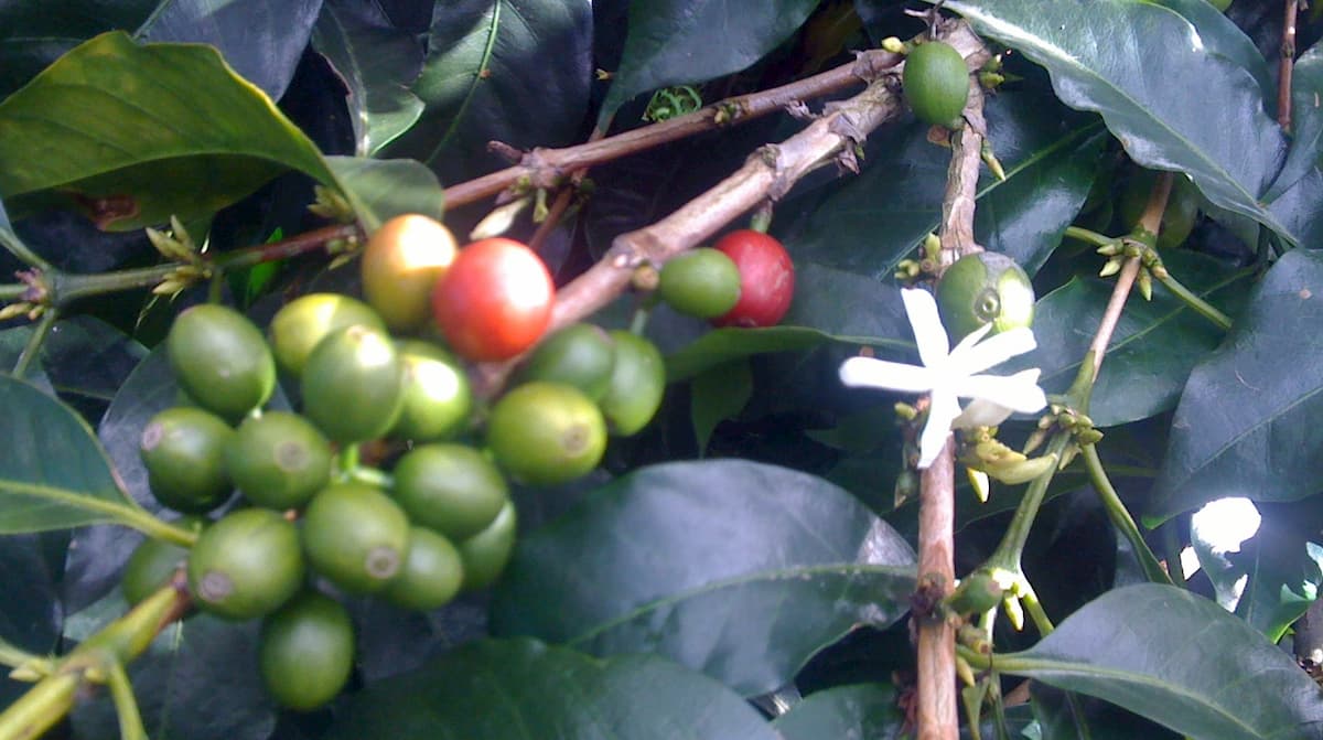世界一美味しいフルーティなコーヒー豆とは？