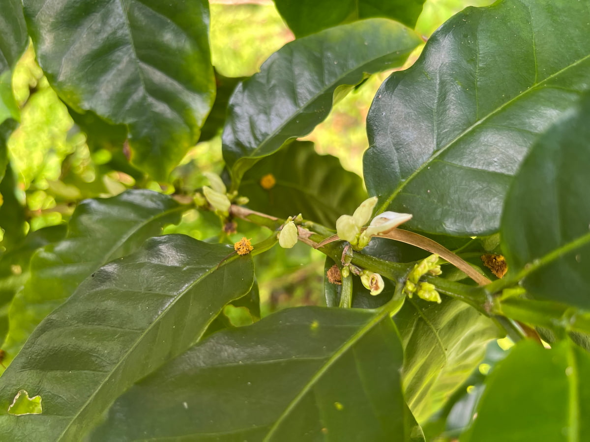沖縄でおすすめのコーヒー体験・見学できる農園