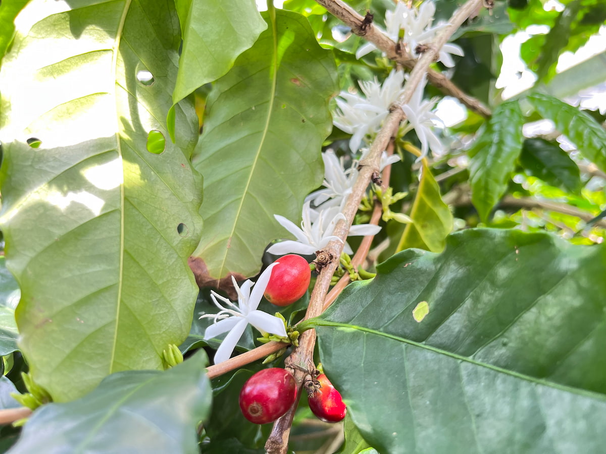 沖縄コーヒー農園、沖縄産コーヒー豆の今